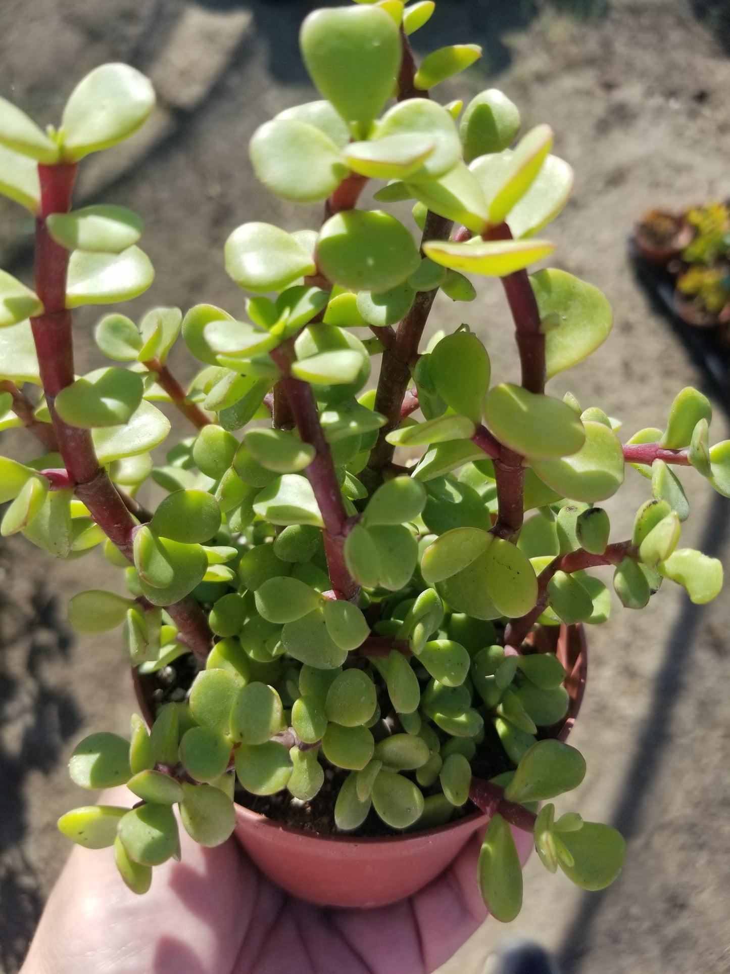 4" Portulacaria Afra "Elephant Bush"