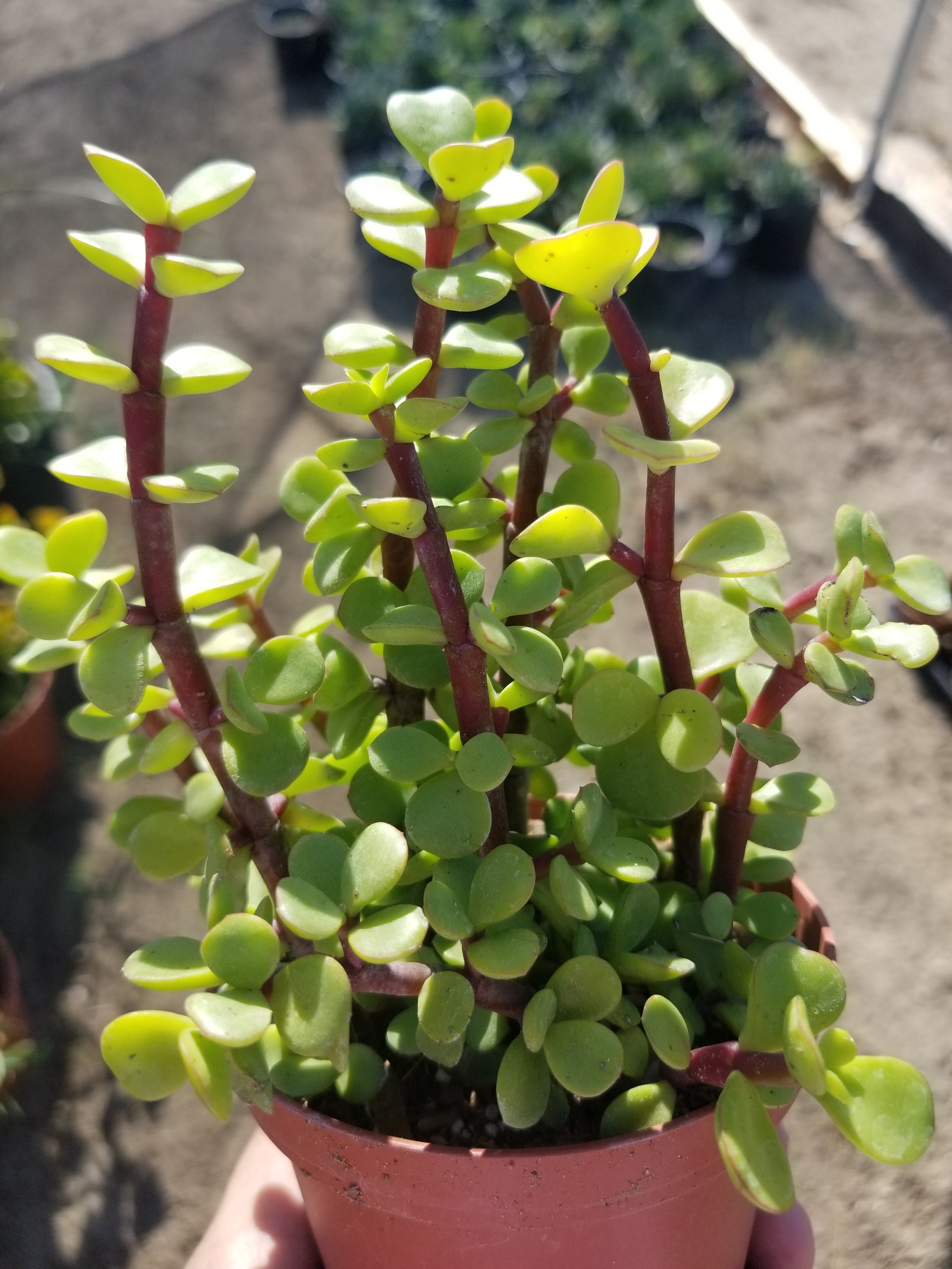 Portulacaria afra 'Elephant Bush' 4 Inch / Regular