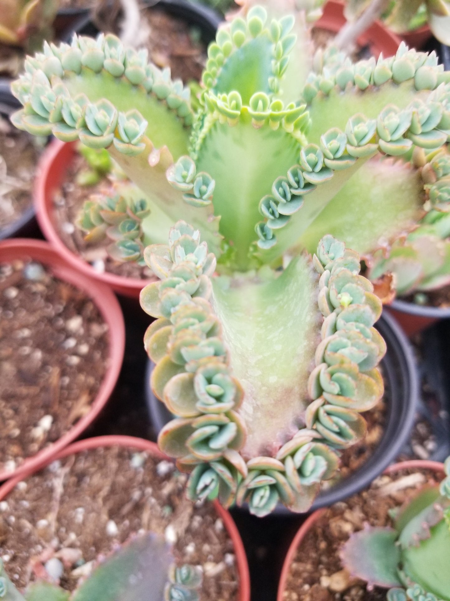 Kalanchoe Deigremontiana "Mexican Sombrero" (4" Pot) "babies are included"
