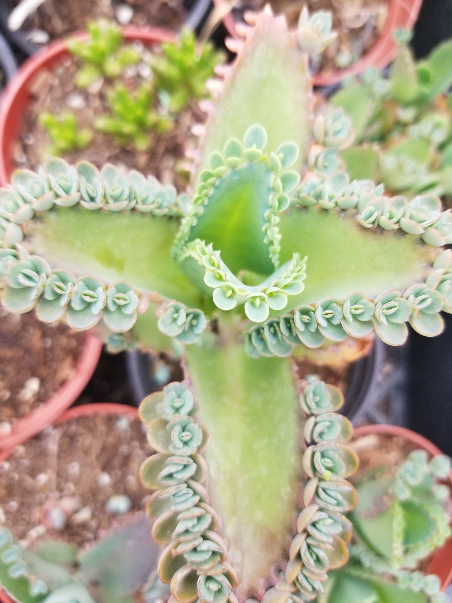 Kalanchoe Deigremontiana "Mexican Sombrero" (4" Pot) "babies are included"