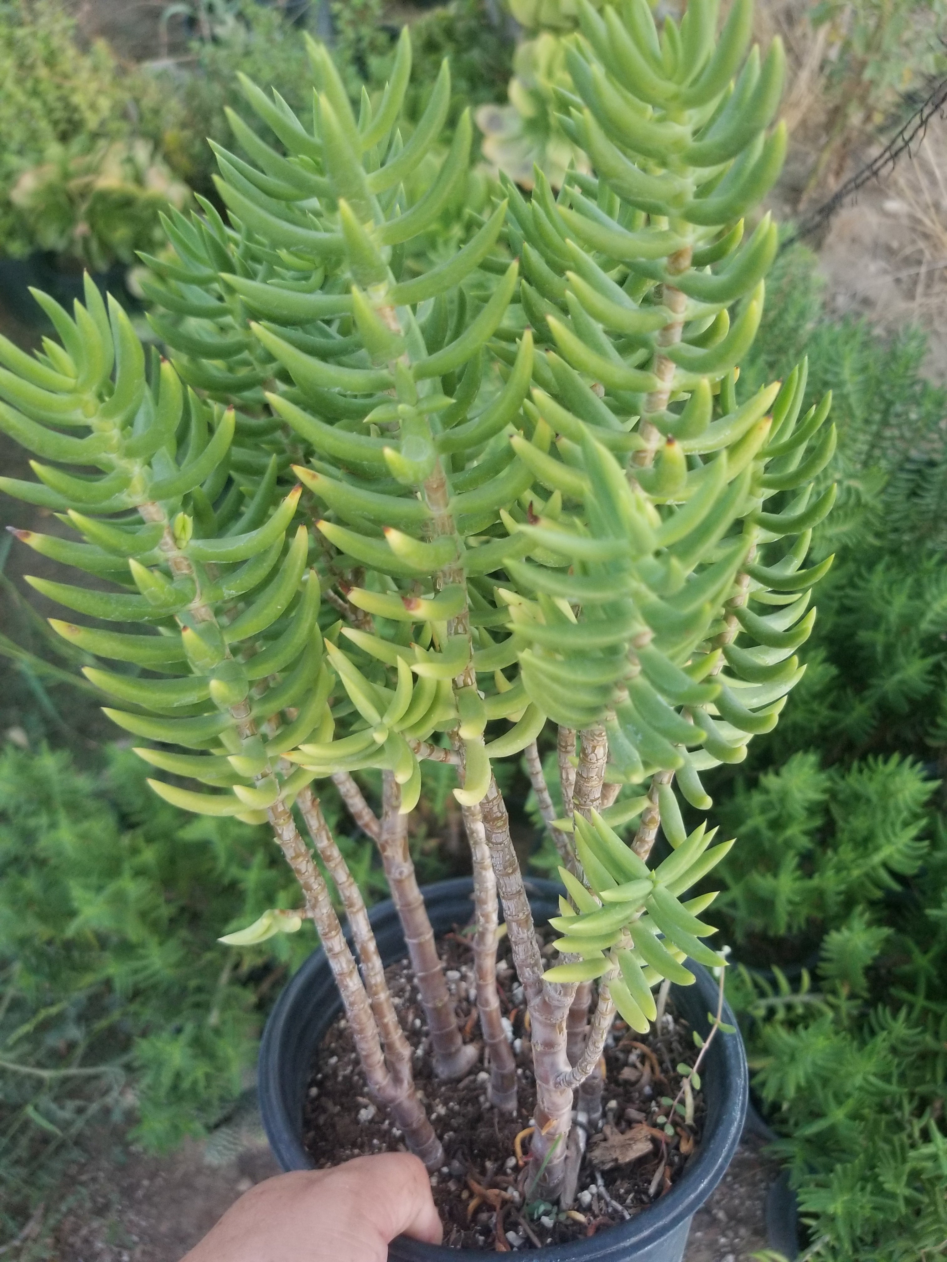 big succulent tree Crassula Tetragona Tree – Beaultiful Desert Plants