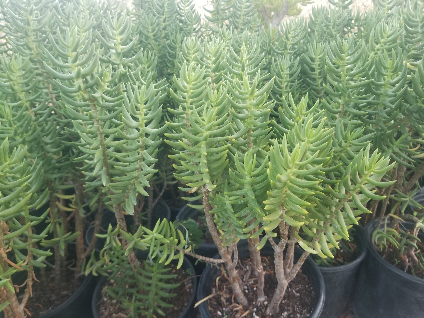 Crassula Tetragona Tree