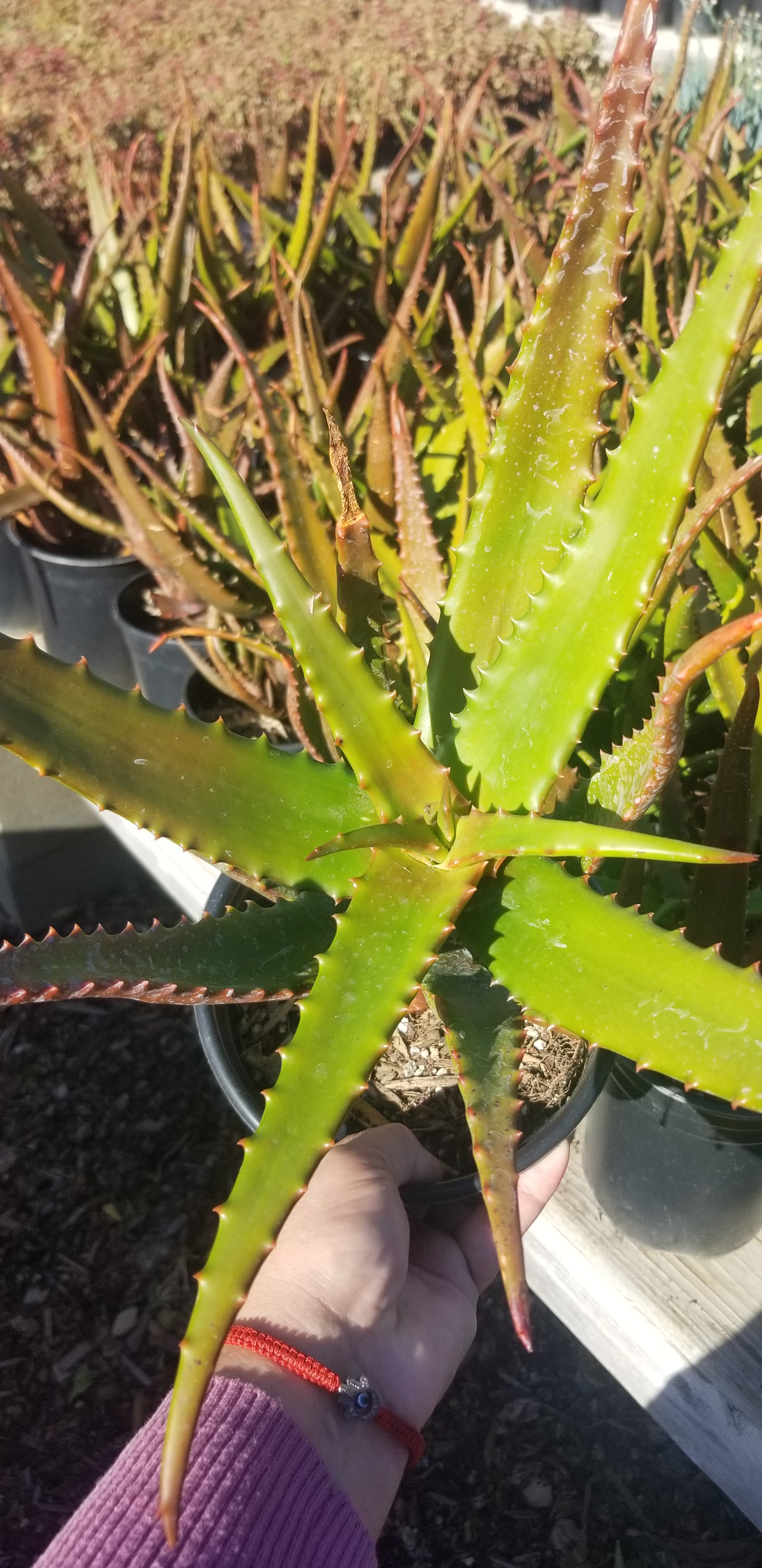 cameron succulent Aloe Cameronii – Beaultiful Desert Plants