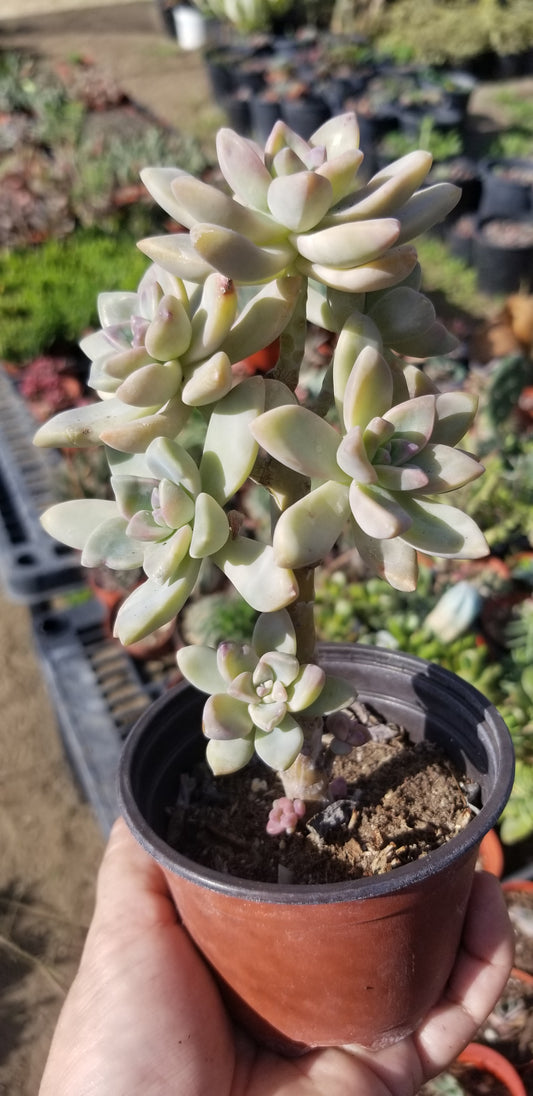 Graptopetalum Paraguayense "Ghost Plant" (4" pot)