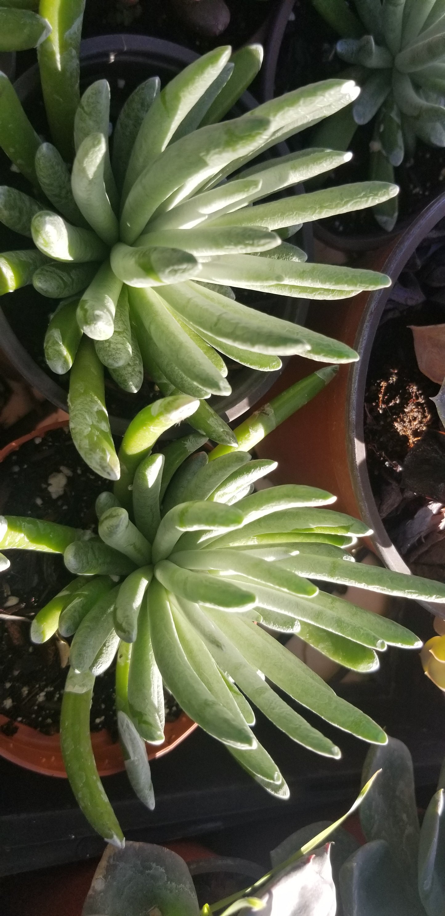 Senecio Scaposus (4" Pot)