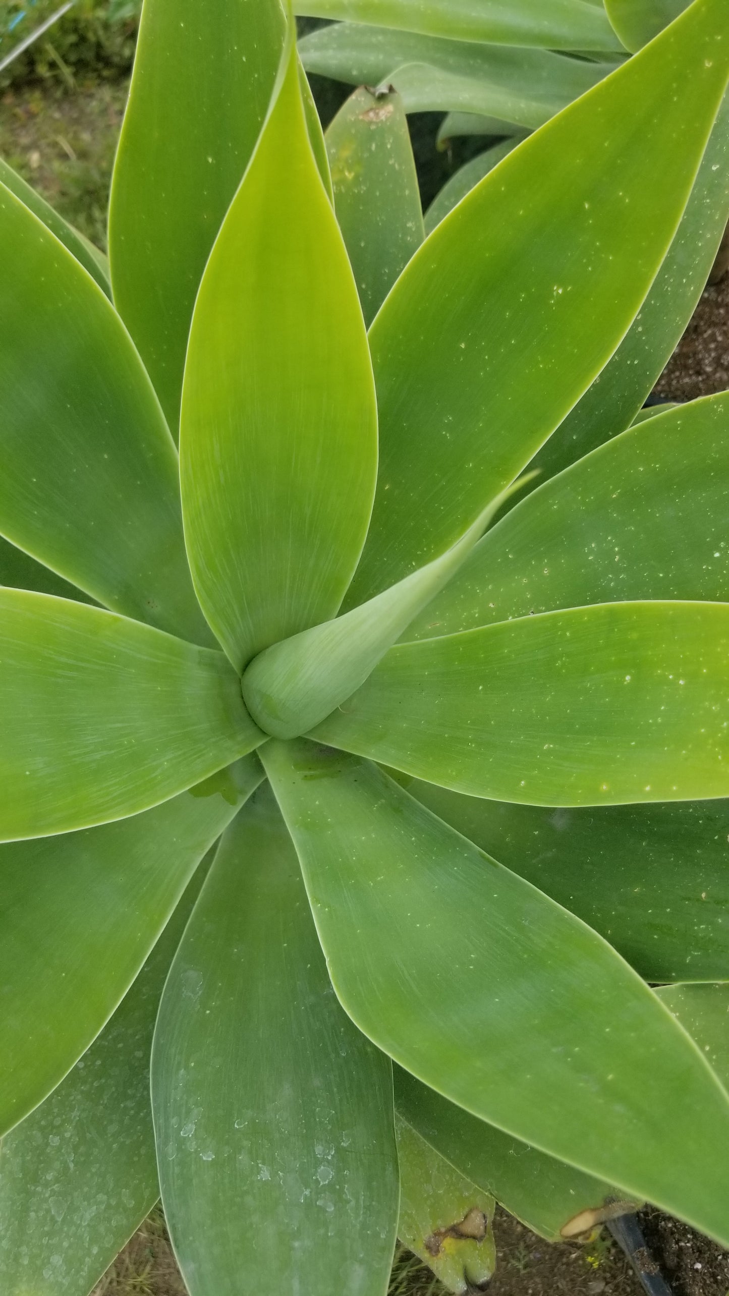 Agave Attenuata