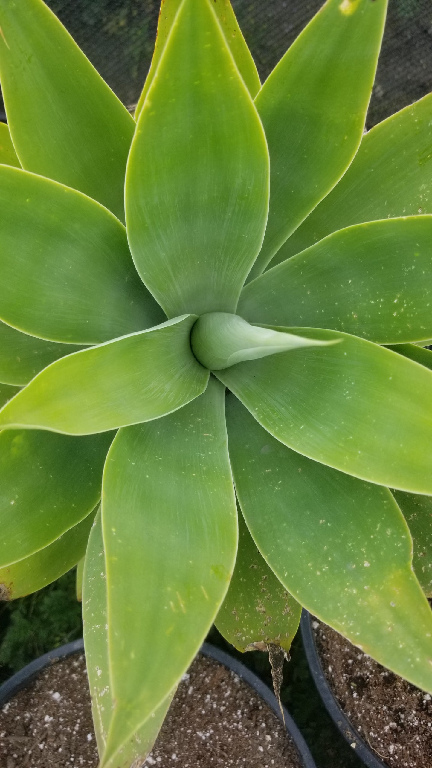 Agave Attenuata or Agave Fox Tail