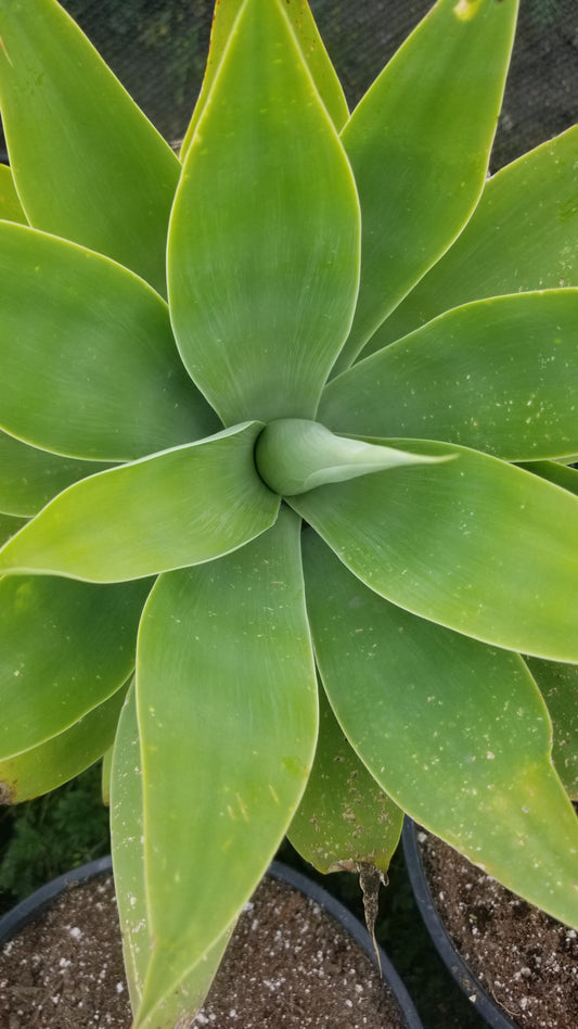 Agave Attenuata
