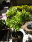 Green Aeonium Arboreum Tree - Beaultiful Desert Plants 