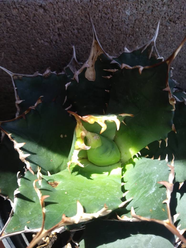 Agave Titanota Filigree - Beaultiful Desert Plants