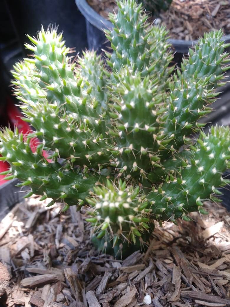 Cylindropuntia Mini-Cholla - Beaultiful Desert Plants 