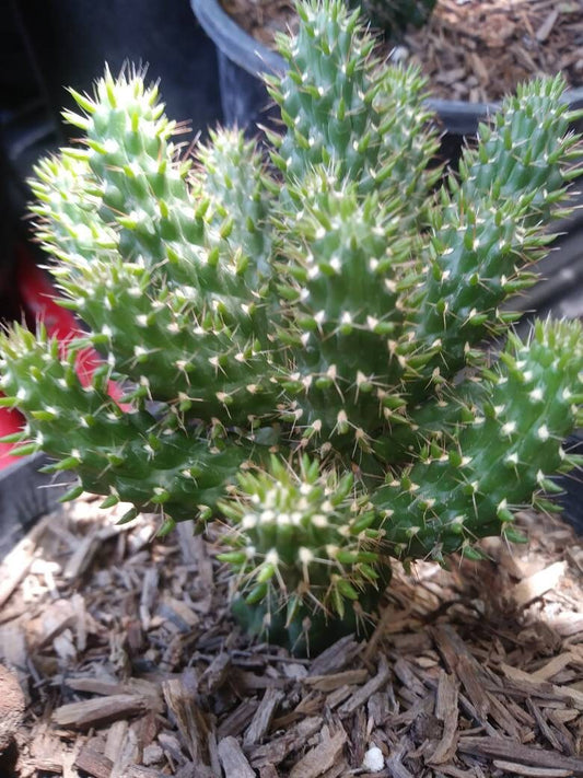 Cylindropuntia Mini-Cholla - Beaultiful Desert Plants