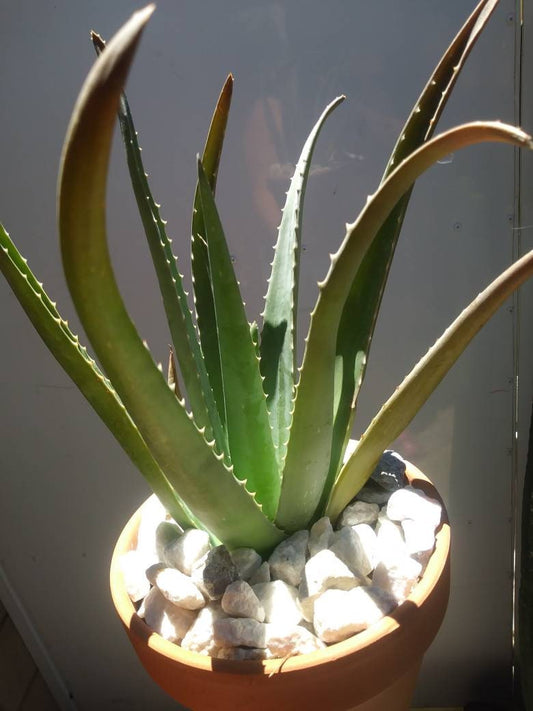 Aloe Vera - Beaultiful Desert Plants
