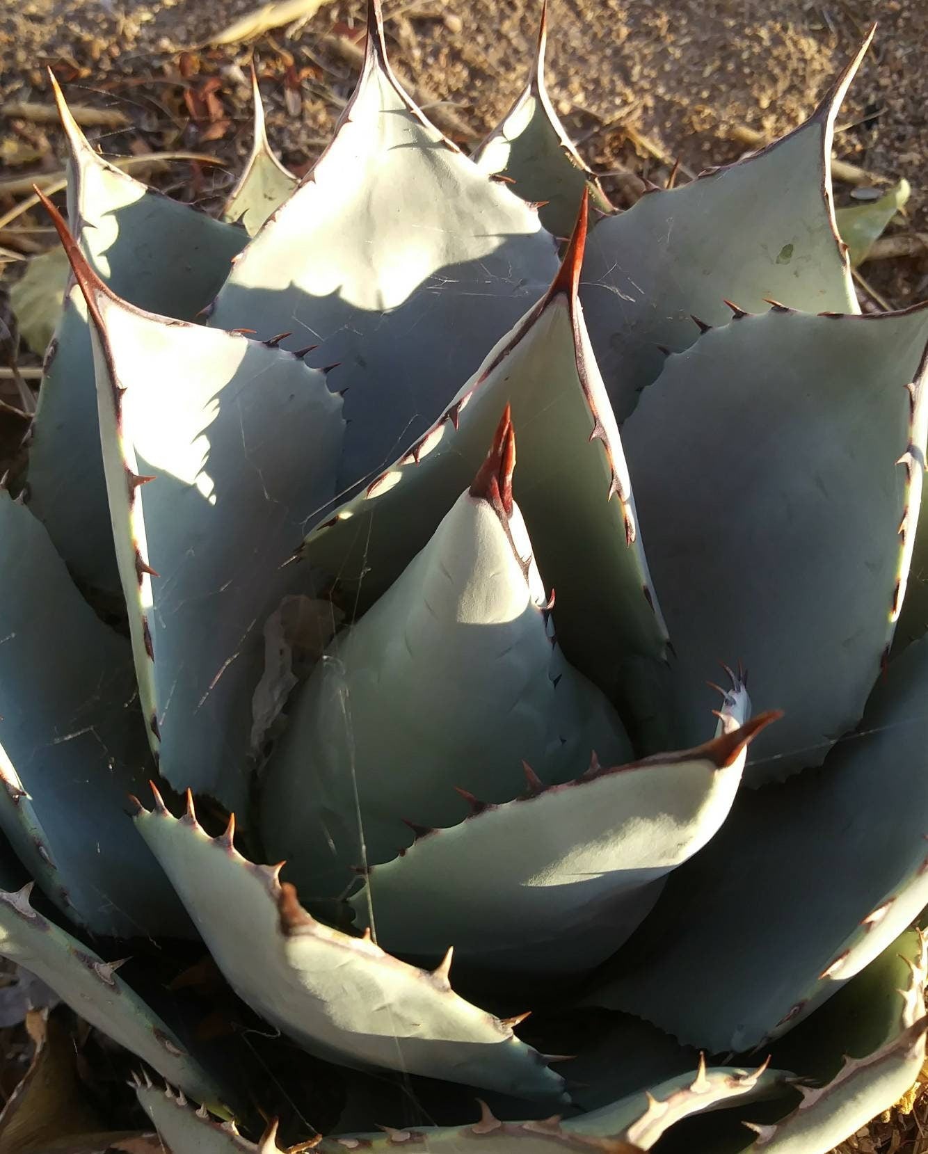 Agave Parryi - Beaultiful Desert Plants