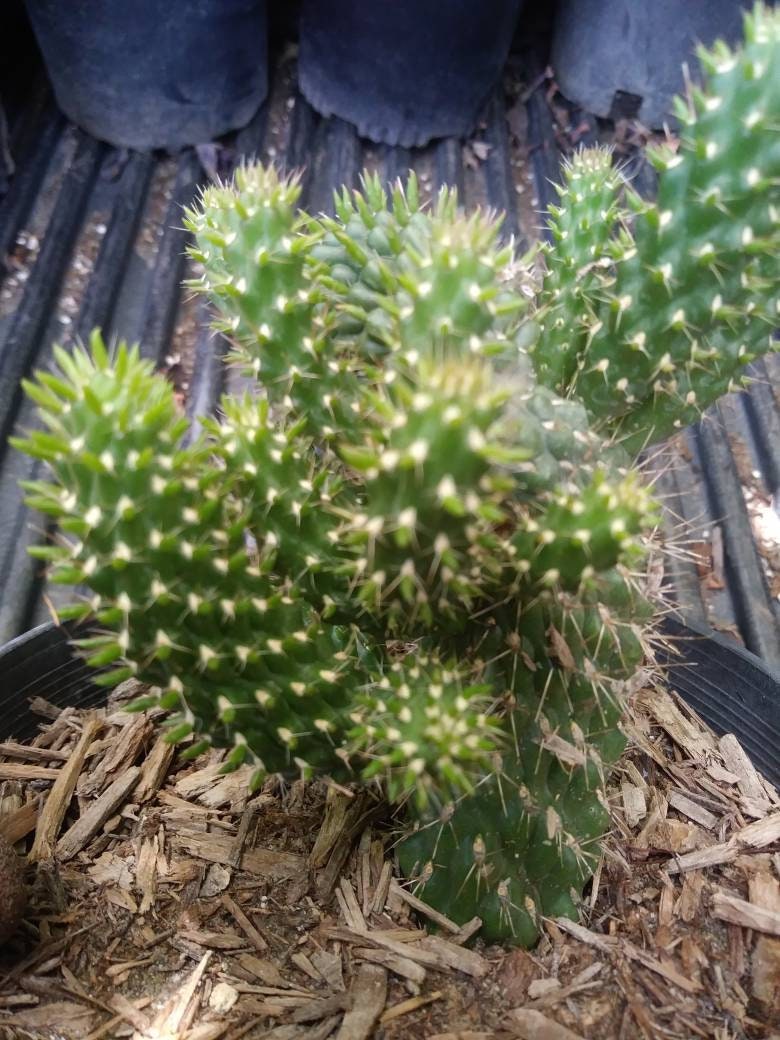 Cylindropuntia Mini-Cholla - Beaultiful Desert Plants