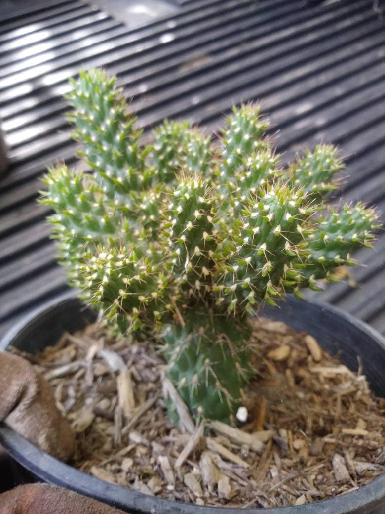 Cylindropuntia Mini-Cholla - Beaultiful Desert Plants