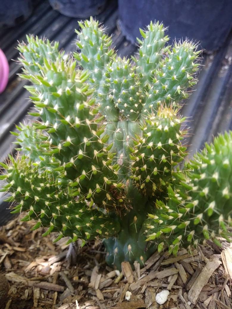 Cylindropuntia Mini-Cholla - Beaultiful Desert Plants 