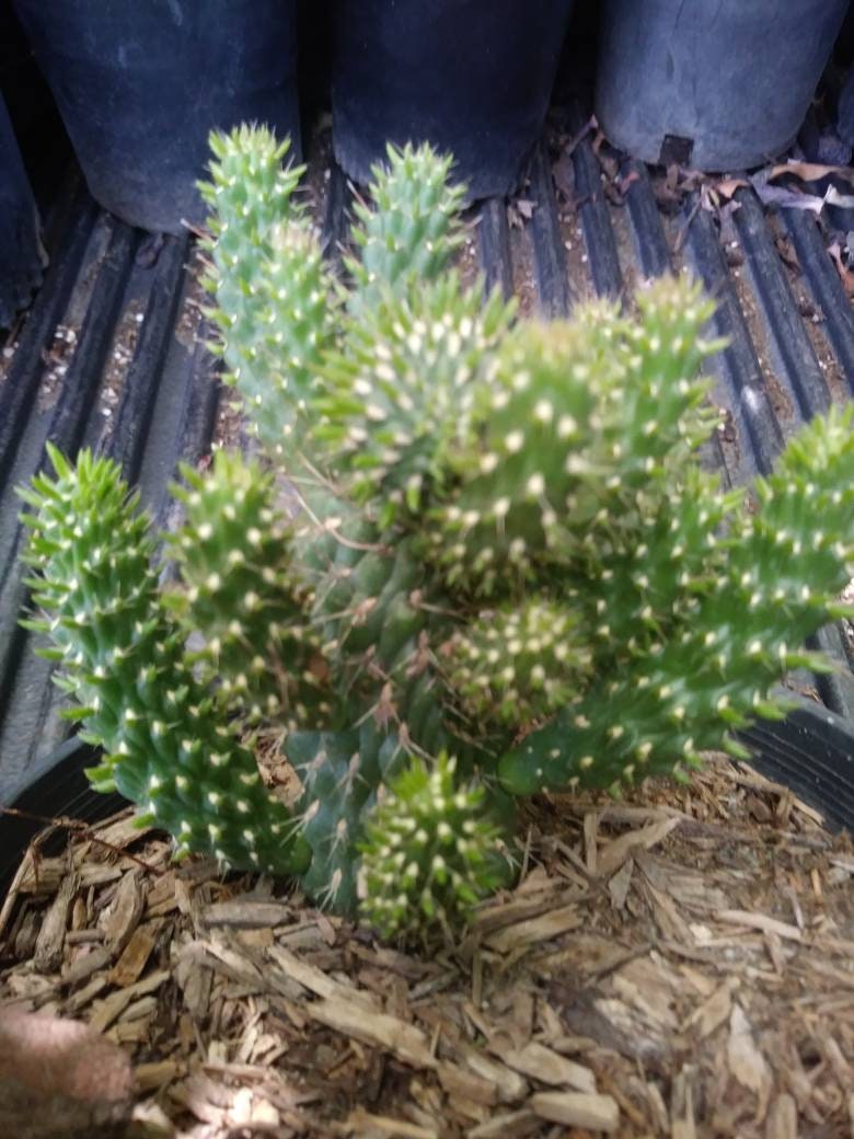 Cylindropuntia Mini-Cholla - Beaultiful Desert Plants