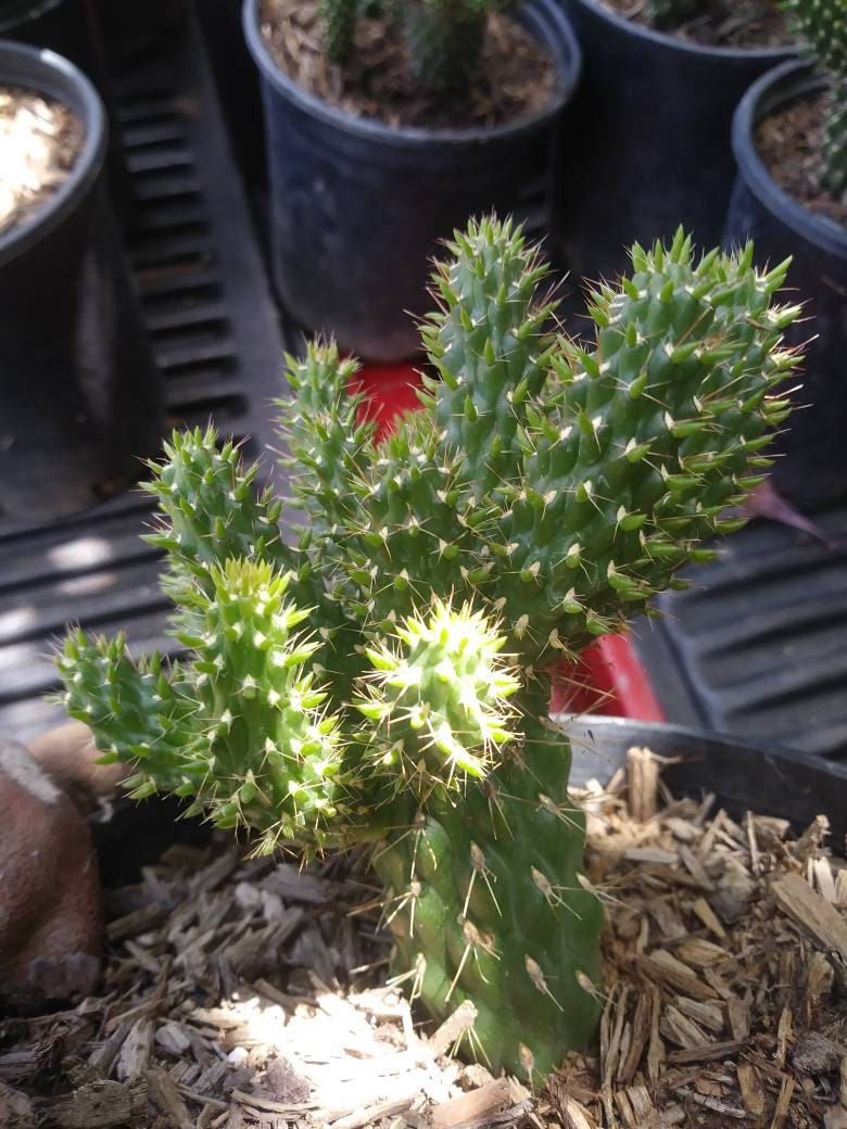 Cylindropuntia Mini-Cholla - Beaultiful Desert Plants