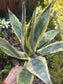 Agave Americana Variegated - Beaultiful Desert Plants 