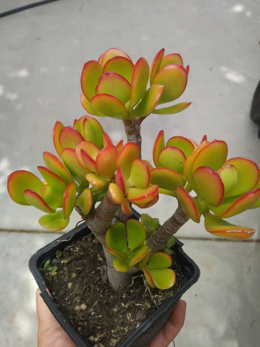 Crassula Ovata Crosby's Compact "Dwarf Jade Tree" (5" Pot) - Beaultiful Desert Plants