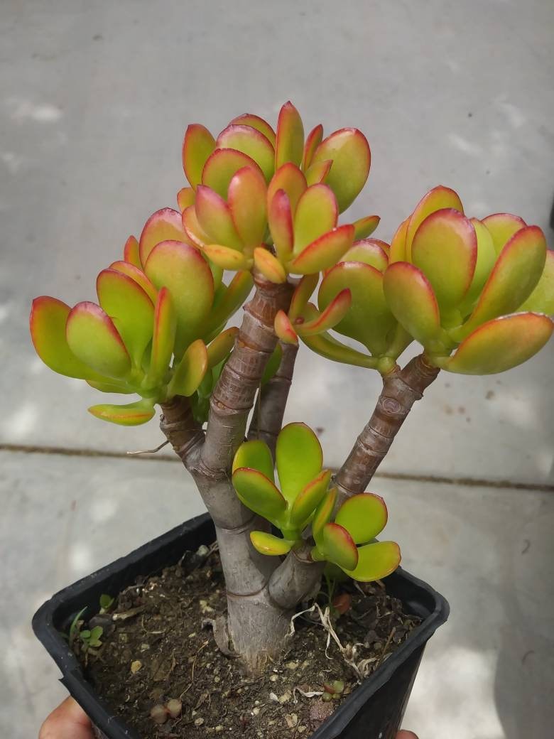 dwarf jade succulent Crassula Ovata Crosby's "Dwarf Jade Tree" (5" Pot)