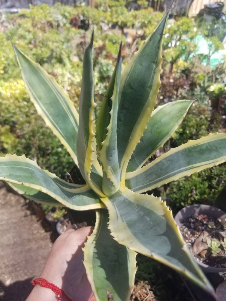Agave Americana Variegated - Beaultiful Desert Plants 
