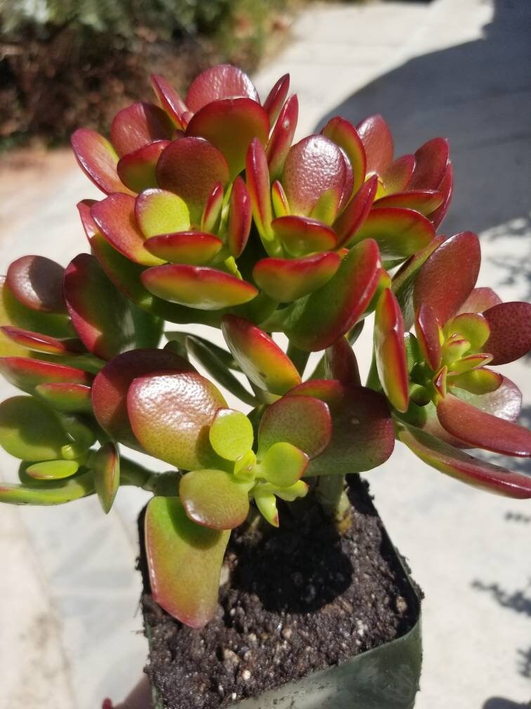 Crassula Ovata Crosby's (5"pot) - Beaultiful Desert Plants