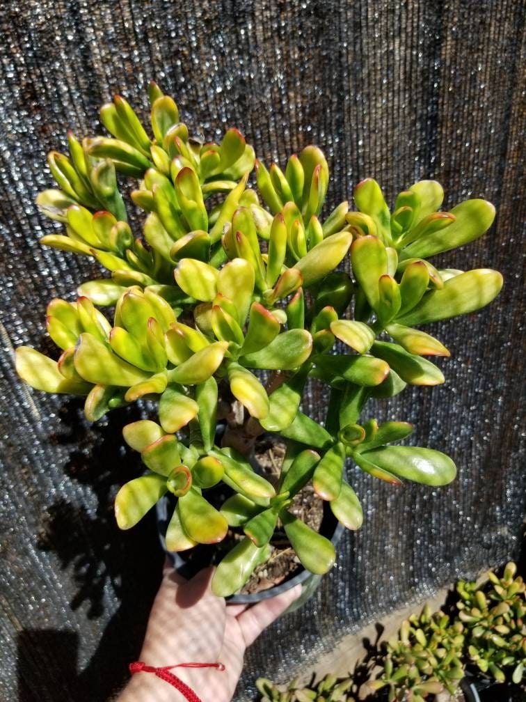 Crassula Ovata Gollum Sunset Tree - Beaultiful Desert Plants