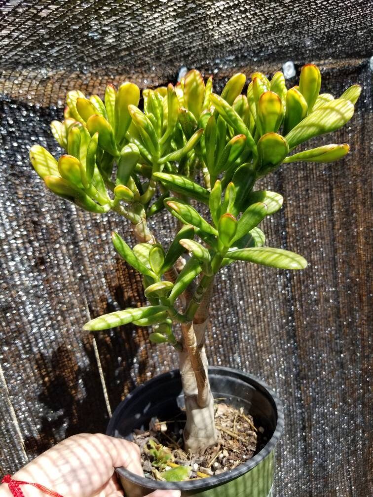 jade plant sunset gollum Crassula Ovata Hobbit Sunset Tree, Bonsai Tree