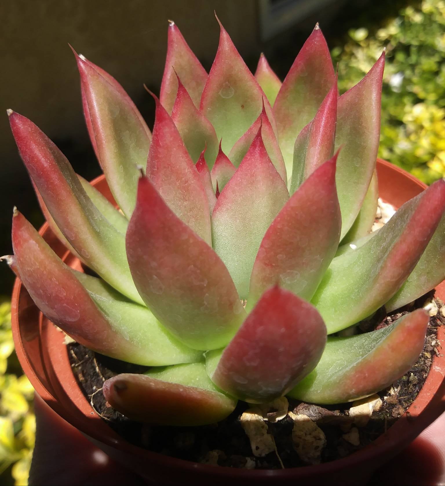 altenew mega succulent Echeveria Agavoide Frank Reinelt (4" pot) – Beaultiful Desert Plants