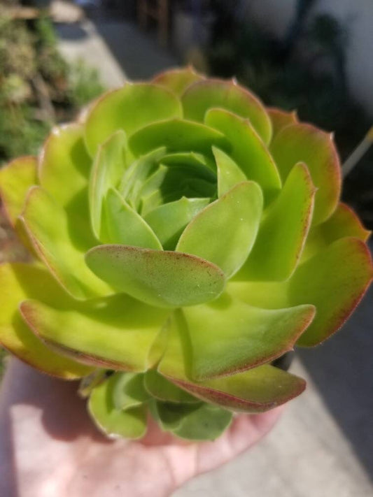 Aeonium Blushing Beauty (4" pot) - Beaultiful Desert Plants