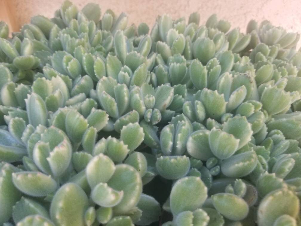 Variegated Cotyledon Tomentosa "Variegated Bear's Paw" (4" Pot) - Beaultiful Desert Plants