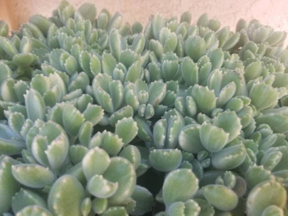 Variegated Cotyledon Tomentosa "Variegated Bear's Paw" (4" Pot) - Beaultiful Desert Plants 