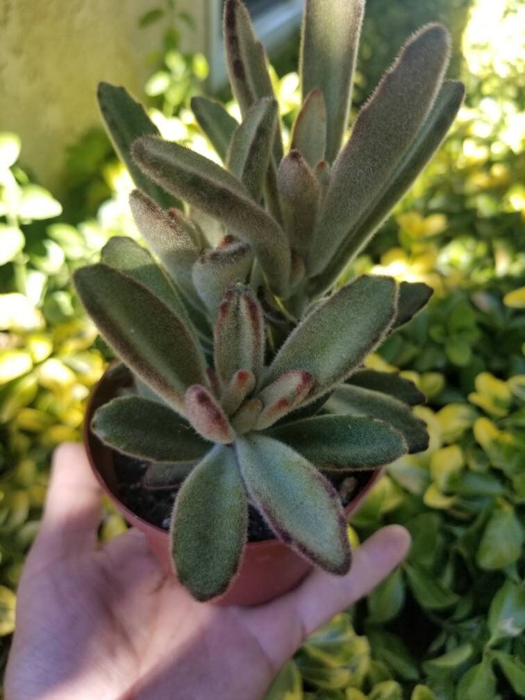Chocolate Soldier (4"pot) - Beaultiful Desert Plants