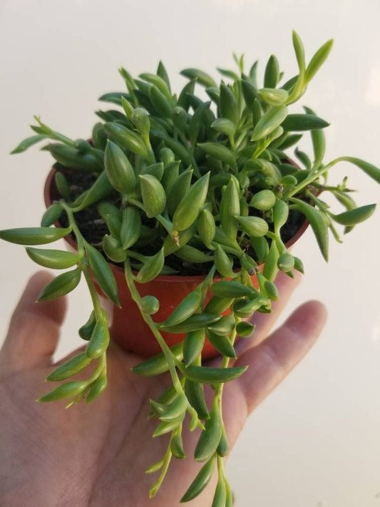 Strings of Bananas (4" pot) - Beaultiful Desert Plants