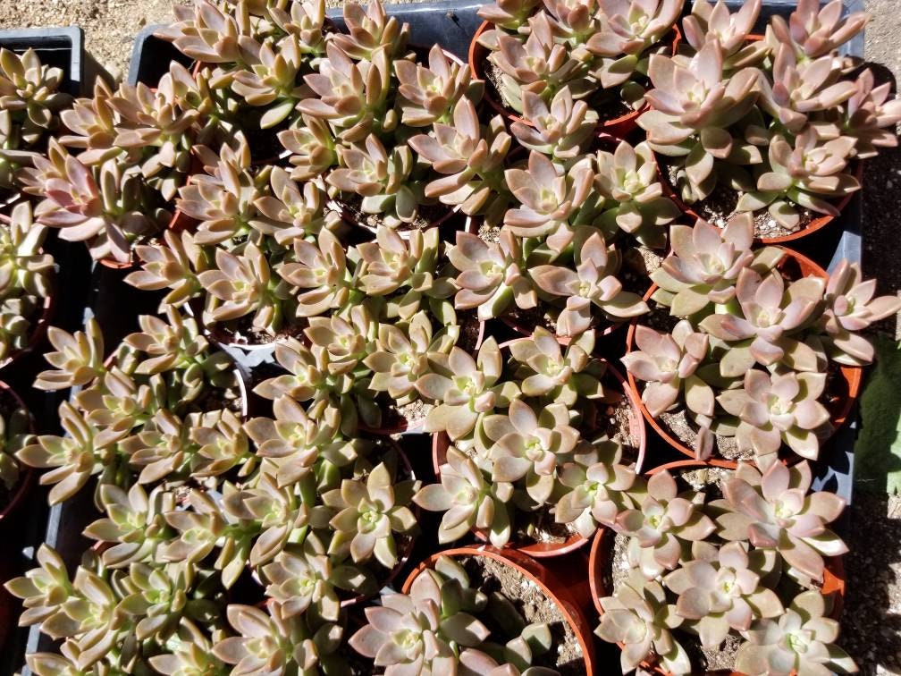 Sedum California Sunset (4"Pot) - Beaultiful Desert Plants