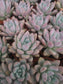 Graptoveria Opalina (4"pot) - Beaultiful Desert Plants 