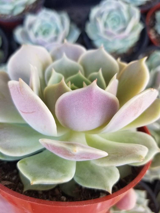 Echeveria Lola (4" pot) - Beaultiful Desert Plants