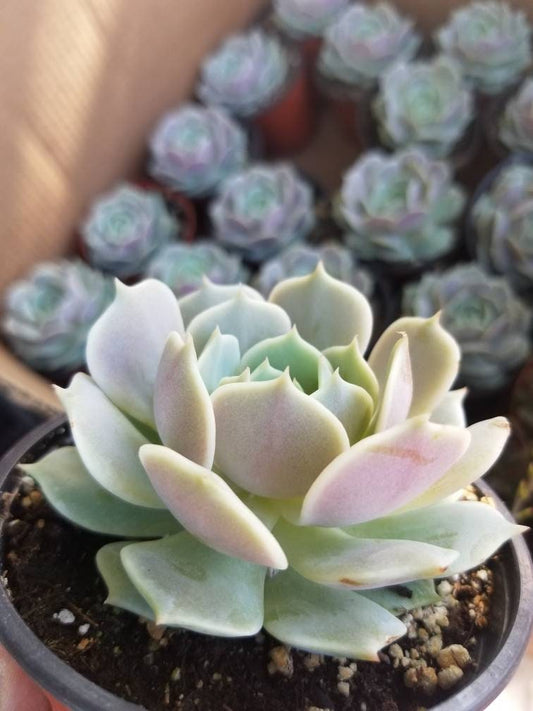 Echeveria Lola (4" pot) - Beaultiful Desert Plants