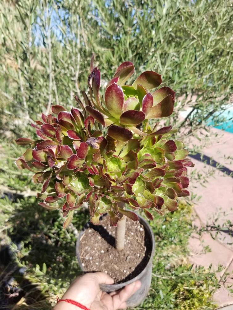 Aeonium Arboreum Atropurpureum - Beaultiful Desert Plants