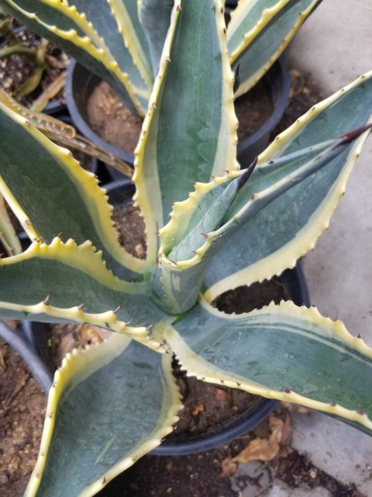 Agave Americana Variegated - Beaultiful Desert Plants