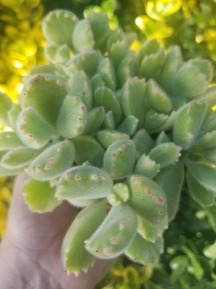 Variegated Cotyledon Tomentosa "Variegated Bear's Paw" (4" Pot) - Beaultiful Desert Plants 