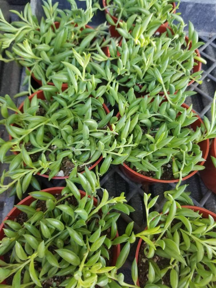 Strings of Bananas (4" pot) - Beaultiful Desert Plants