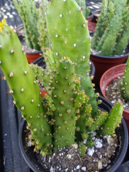 4" Opuntia Monacantha (Maverick cactus) - Beaultiful Desert Plants