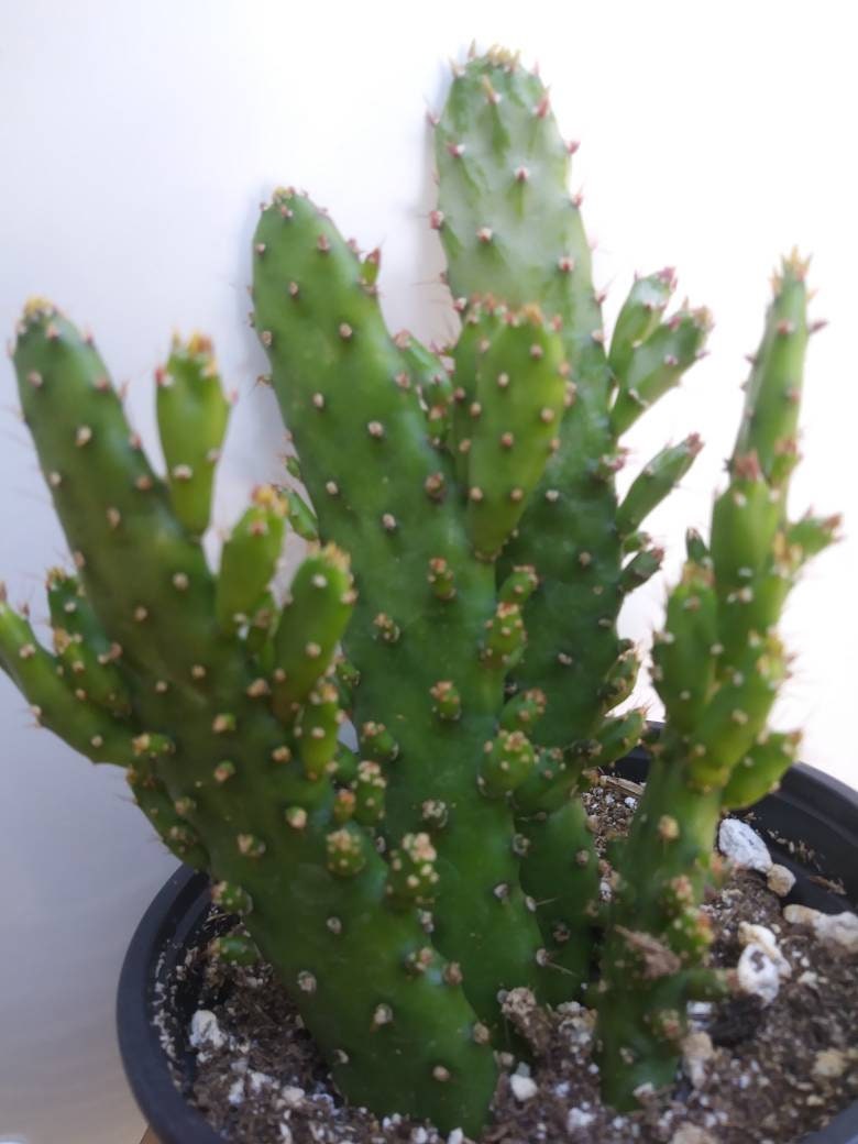4" Opuntia Monacantha (Maverick cactus) - Beaultiful Desert Plants