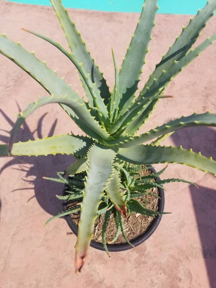 Aloe Arborenscens - Beaultiful Desert Plants