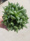 Haworthia Retusa  (5" pot) - Beaultiful Desert Plants 