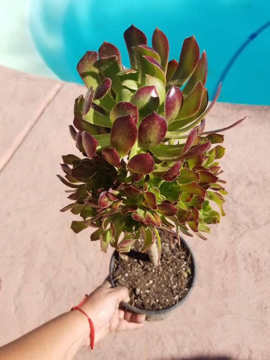 Aeonium Arboreum Atropurpureum - Beaultiful Desert Plants