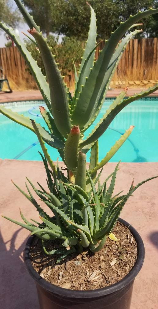 Aloe Arborenscens - Beaultiful Desert Plants